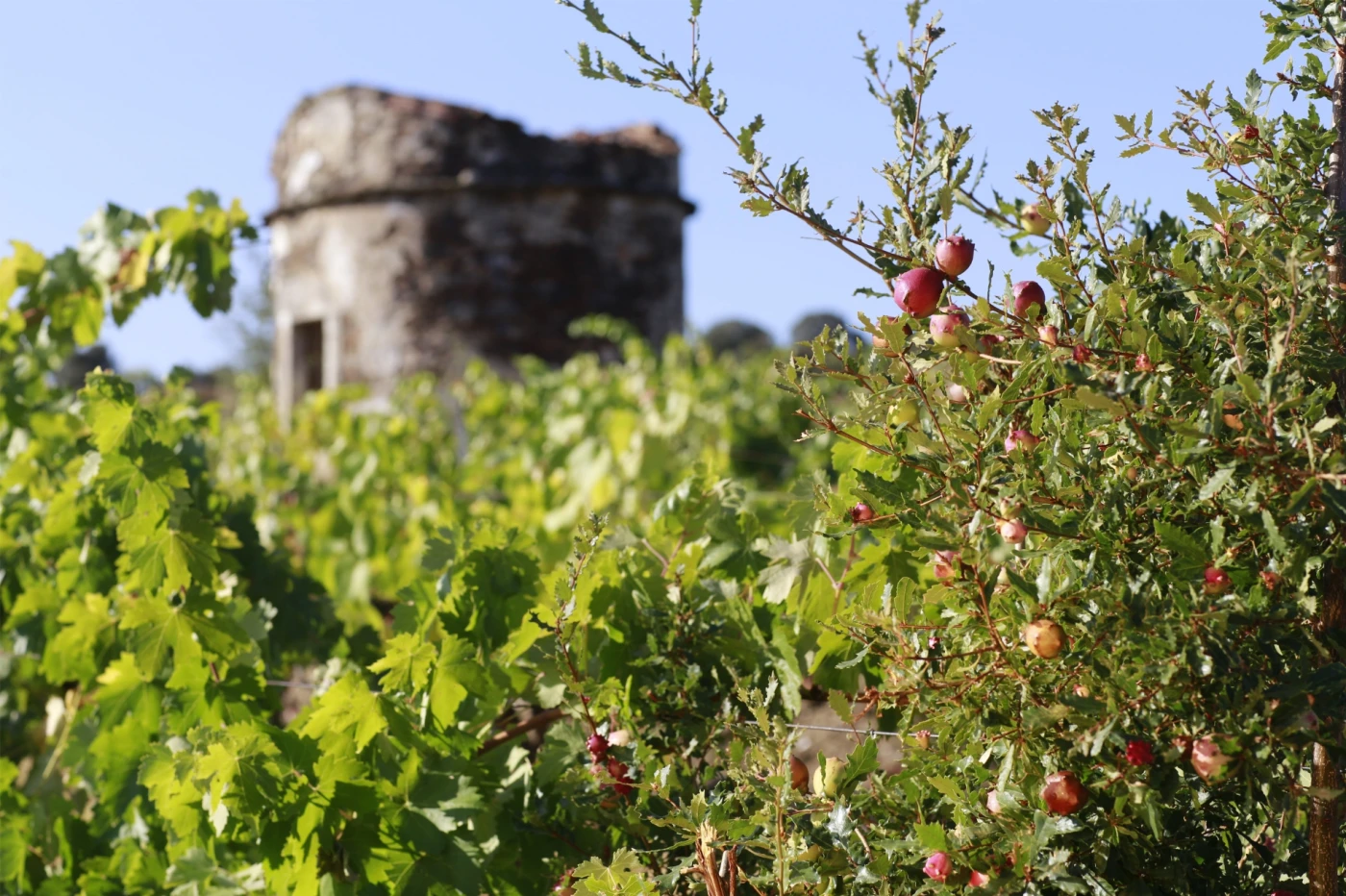 Quinta do Serro