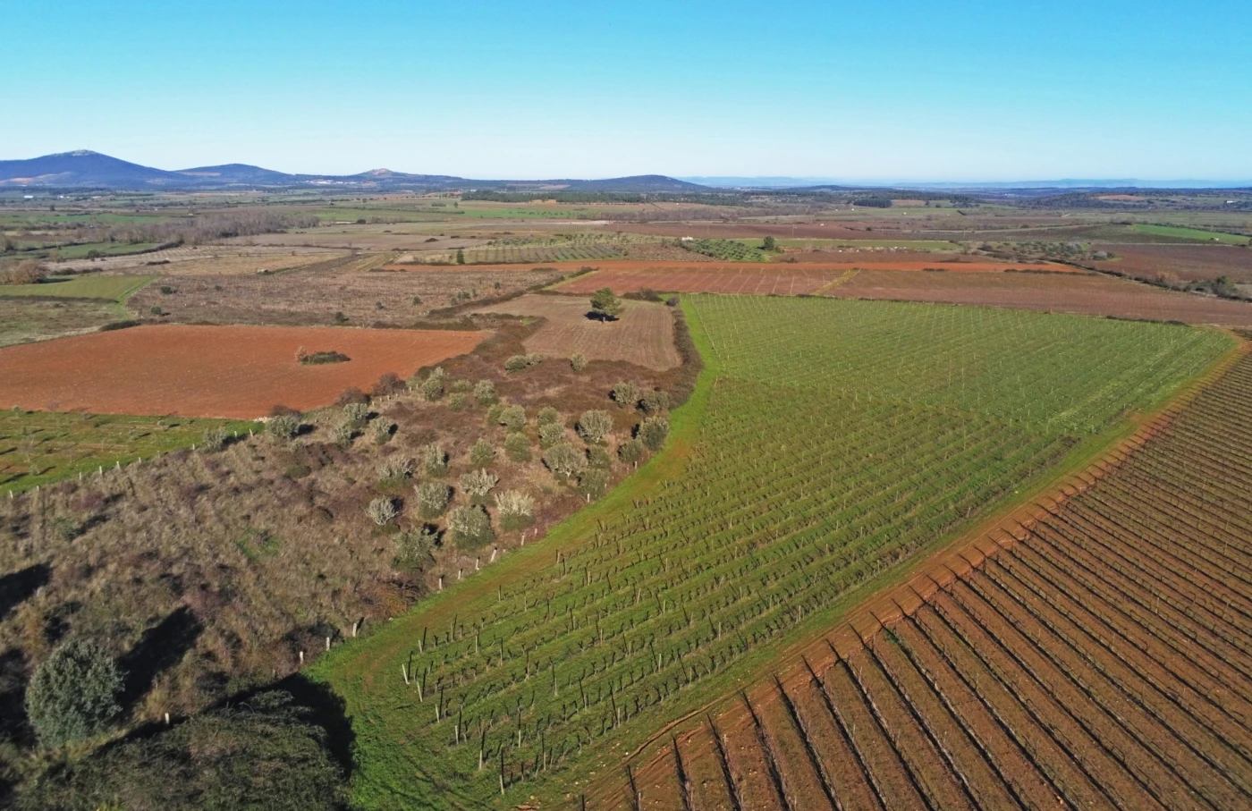 Vinha da Santa Maria