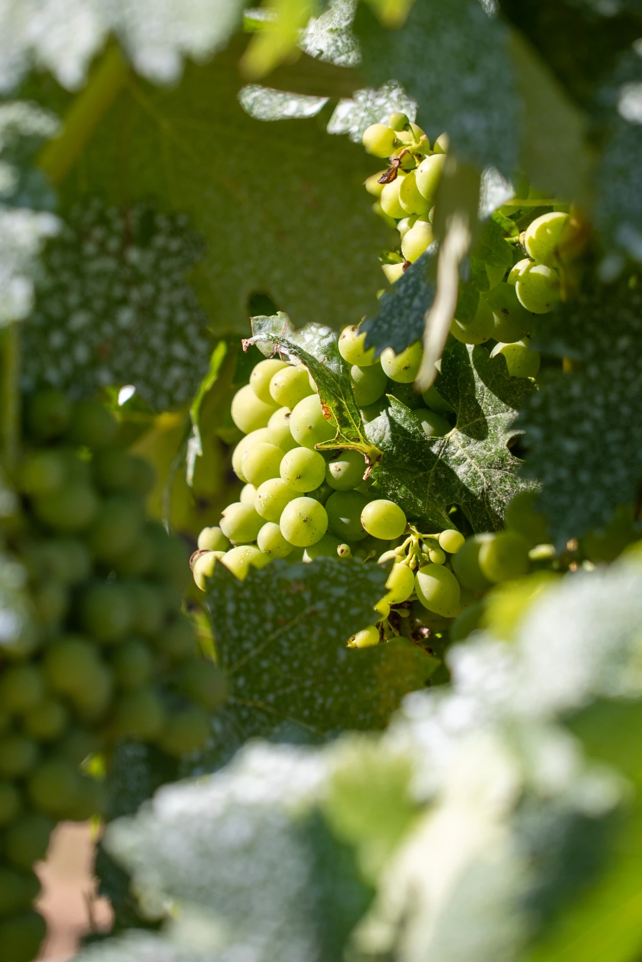 The **Douro** Region