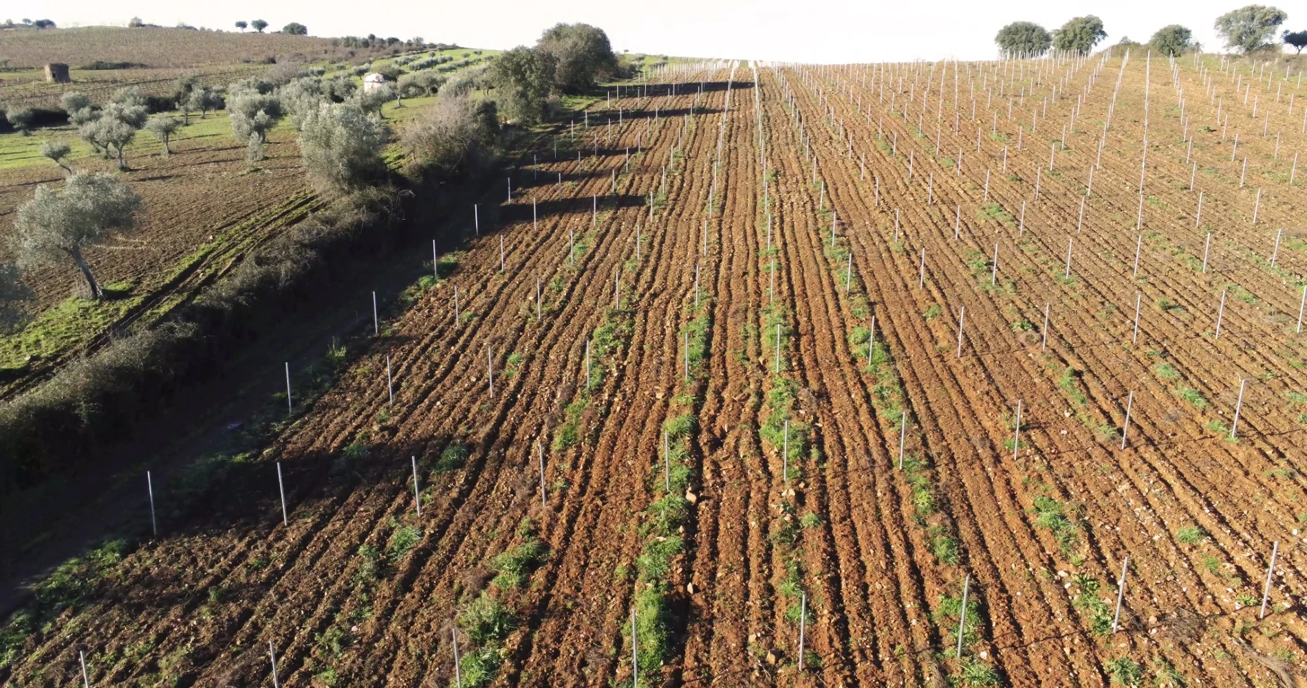 Planting of new vineyards in Beira Interior