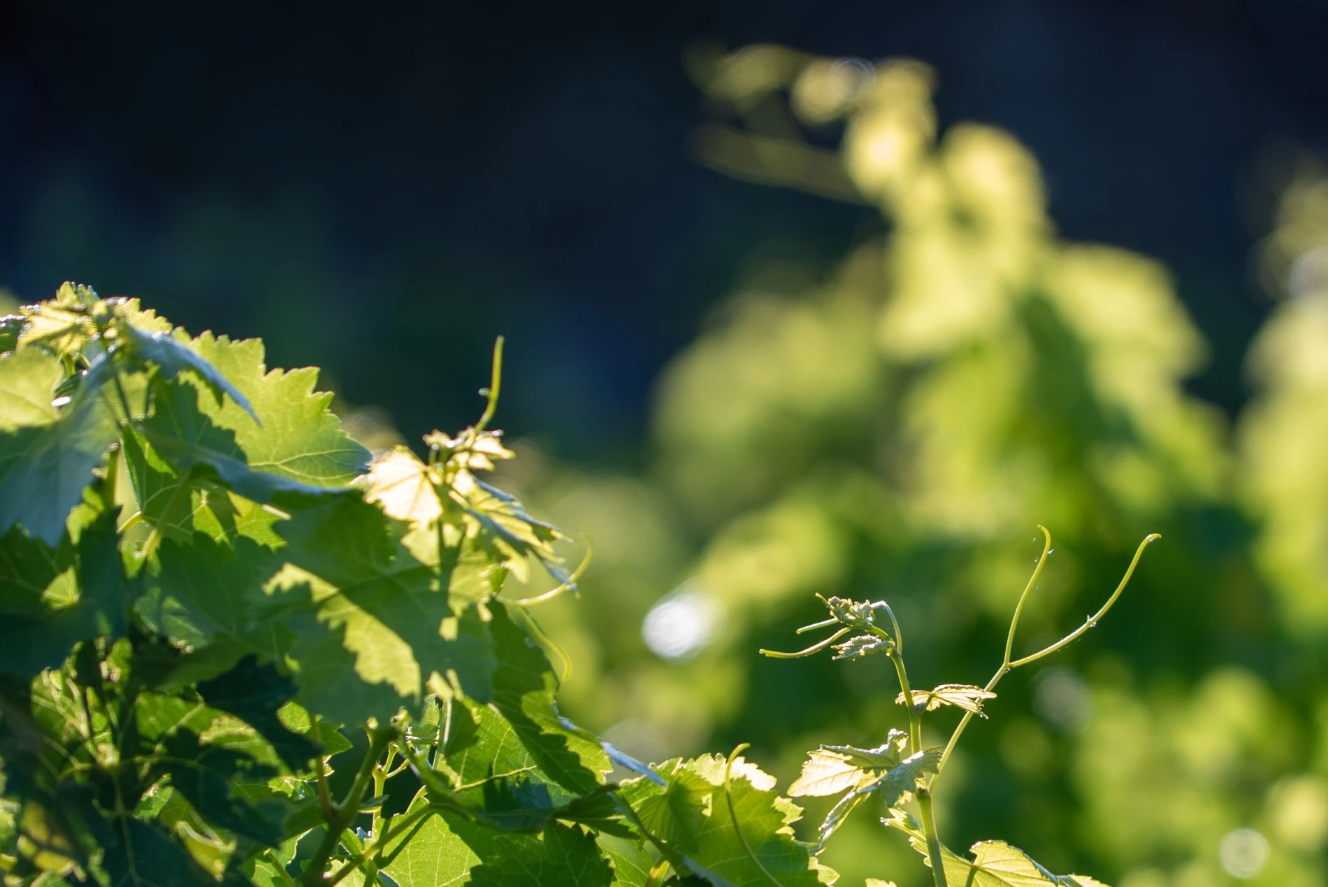 Wines from the Douro Region