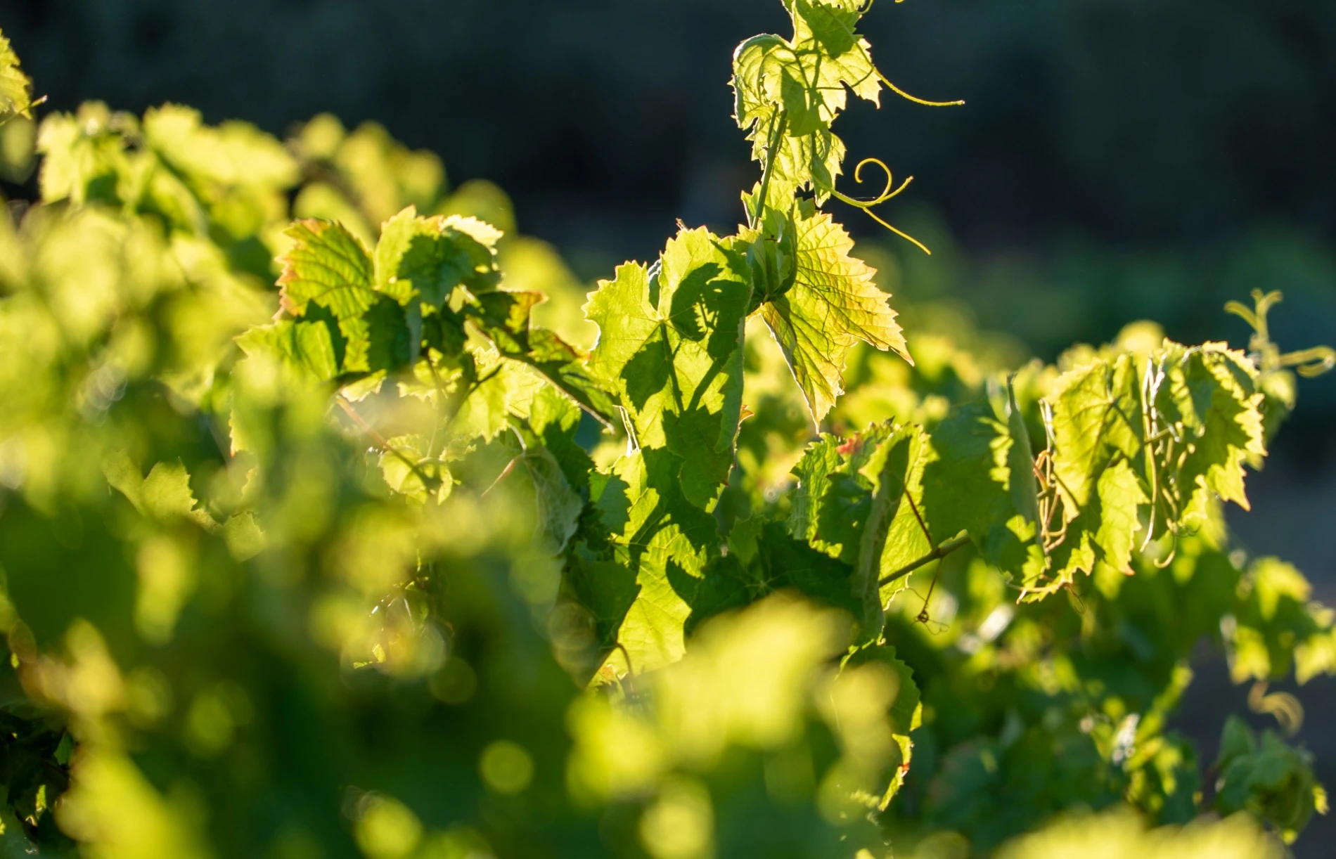 Quinta da Pedra Escrita