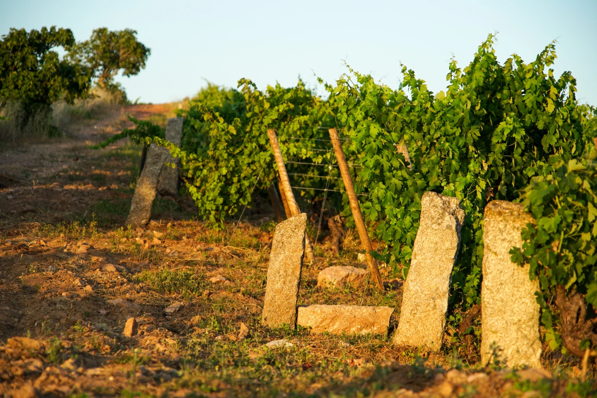 Purchase of old vineyards in Beira Interior