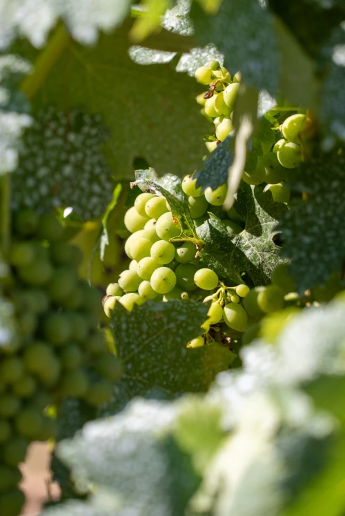 The **Douro** Region